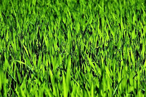 Summer Green Grass Saturated Color Pattern Background — Stock Photo, Image