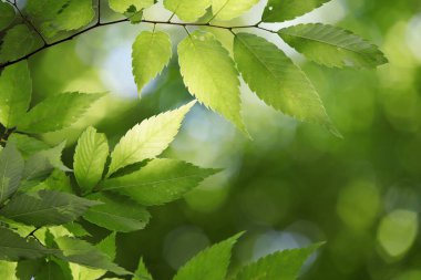 Yarrow yaz arkaplanında yeşil güç