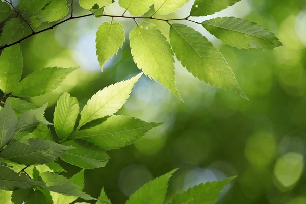 Yarrow yaz arkaplanında yeşil güç
