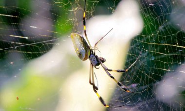 Örümcek ağaç dallarında bir örümcek ağı örer.