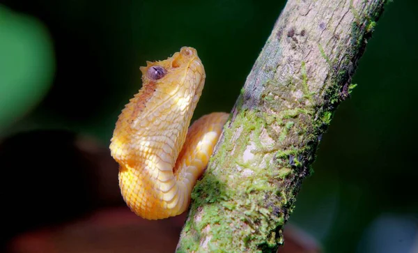 Bela Cobra Amarela Sentada Uma Árvore — Fotografia de Stock