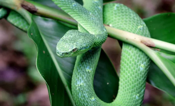 Zelená Krásná Had Sedí Stromě Přírodní Parky — Stock fotografie