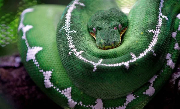 Verde Bela Serpente Python Olhando Para Parques Naturais Câmera — Fotografia de Stock