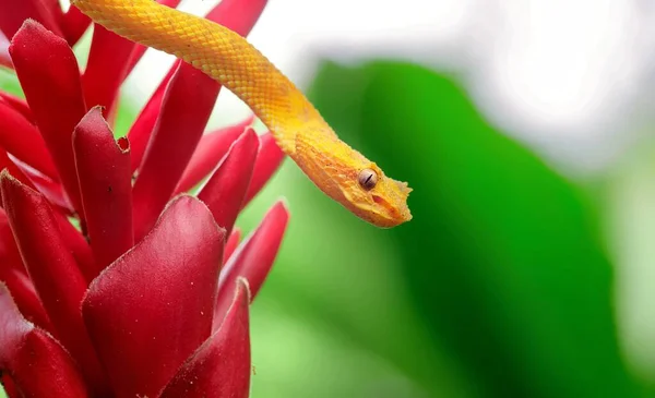 Uma Bela Cobra Amarela Desliza Uma Árvore — Fotografia de Stock