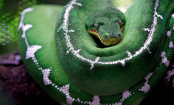 緑の美しいヘビは カメラの自然公園を見て — ストック写真