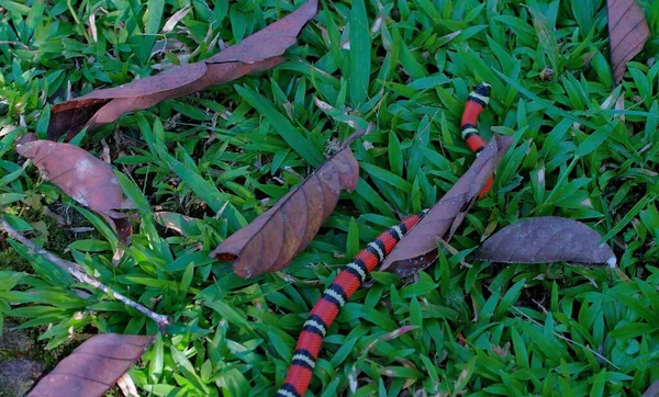 Uma Cobra Listrada Vermelha Rasteja Grama — Fotografia de Stock