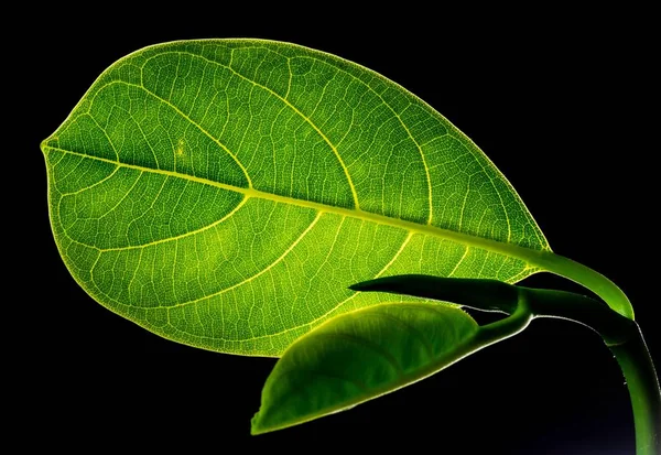 特写镜头 维生素 — 图库照片