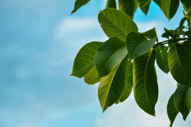Mavi arkaplanda yeşil yapraklar