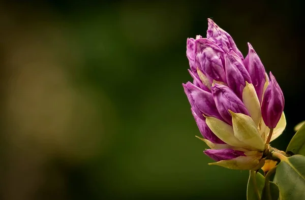 Рожеві Квіткові Бруньки Красивий Фон — стокове фото