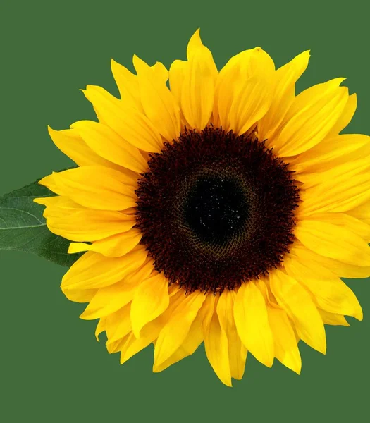 Sunflowers Field Beautiful Colors Background — Stock Photo, Image