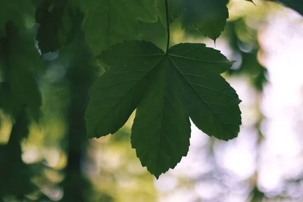 Grünes Ahornblatt Satter Farbe Auf Himmelshintergrund — Stockfoto