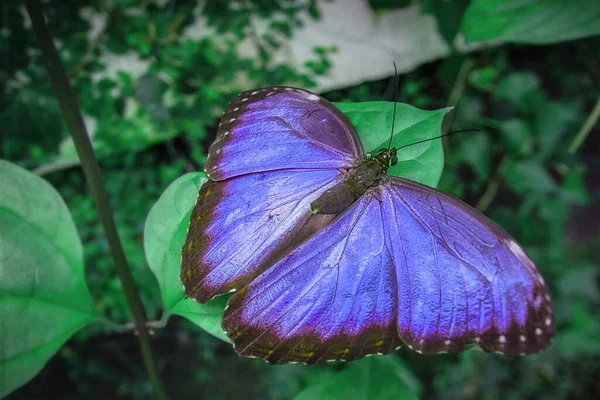 Borboleta Uma Folha Cores Ricas — Fotografia de Stock