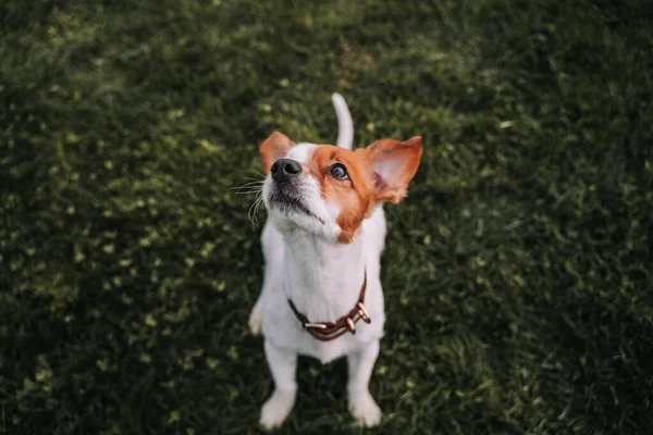 Vacker Liten Hund Står Ängen Den Tittar Något Uppmärksamt Nära — Stockfoto