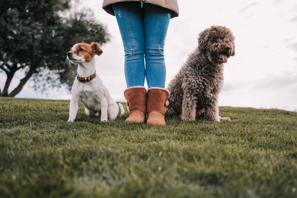 Dois Belos Amigos Cachorrinho Estão Prado Com Seu Dono Eles — Fotografia de Stock