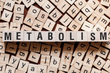 Metabolizma kelime kavramı
