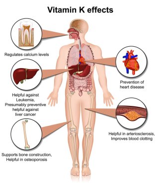 Beyaz arkaplanda K vitamini etkisi infografik 3d tıbbi vektör çizimi