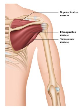 supraspinatus kas anatomisi 3D tıbbi vektör çizimi 