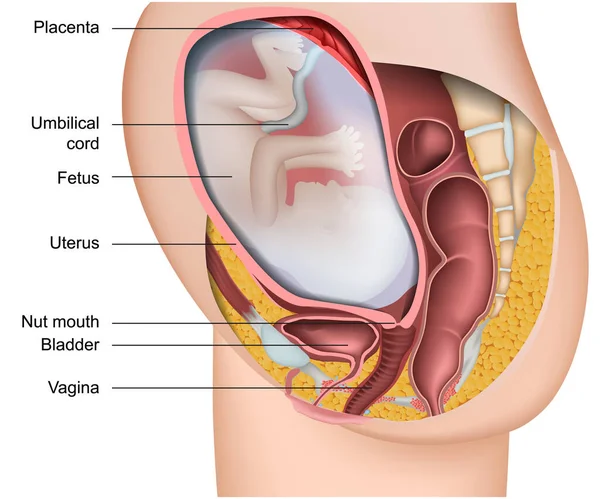 Pregnancy Medical Vector Anatomy Illustration Isolated White Background English Description — Stock Vector