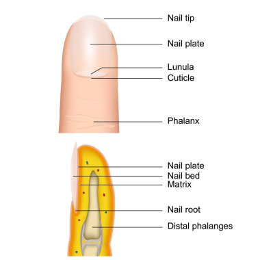 Parmak tırnağı anatomisi, beyaz arka planda izole edilmiş tıbbi vektör illüstrasyonu