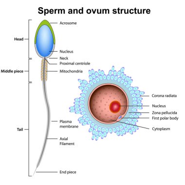 sperm ve ovum anatomi vektör çizimi beyaz arkaplanda izole