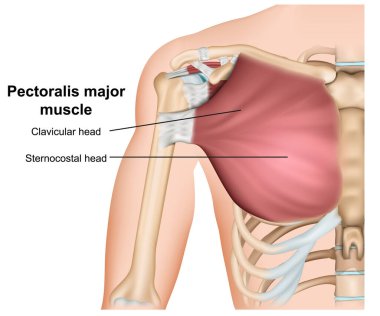 Göğüs kası anatomisi, beyaz arka planda 3 boyutlu tıbbi vektör çizimi.