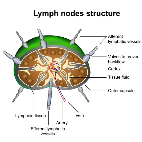 Lymphknoten Strukturieren Medizinische Vektorabbildung Infografik Auf Weißem Hintergrund Stockillustration