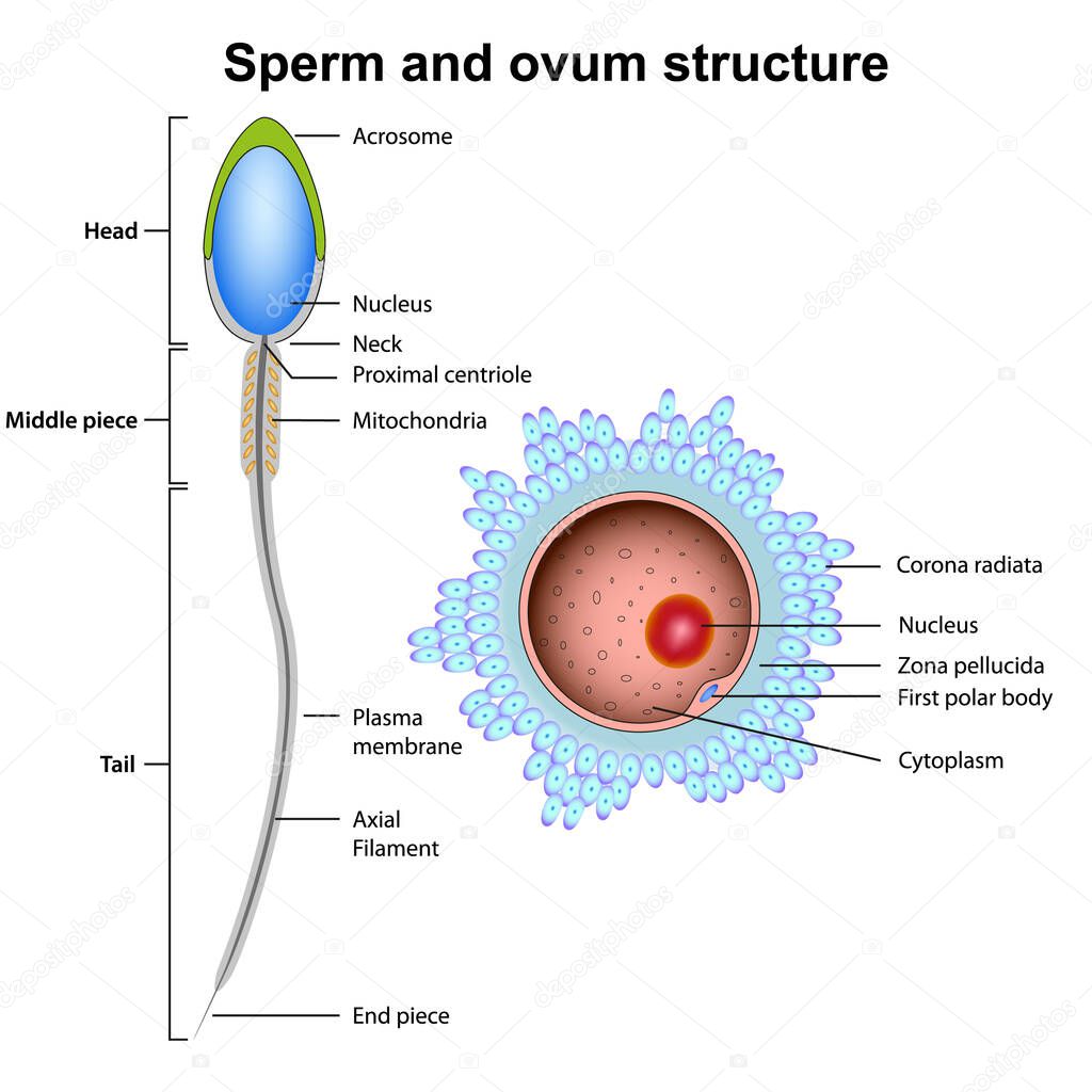 sperm and ovum anatomy vector illustration isolated on white background