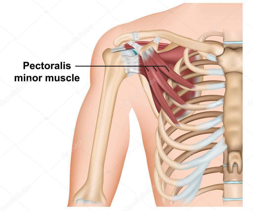 Pectoralis minor muscle anatomy, 3d medical vector illustration on white background