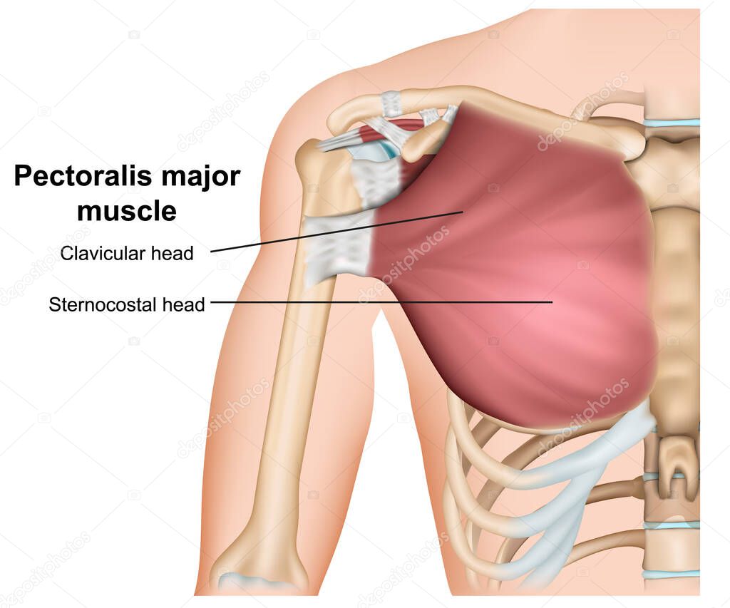 Pectoralis major breast muscle anatomy, 3d medical vector illustration on white background
