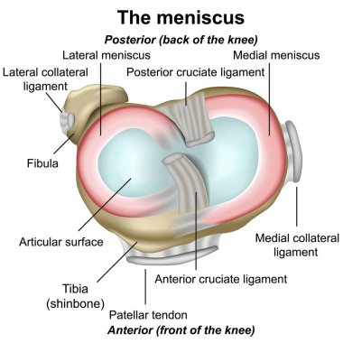 Meniscus knee anatomy medical vector illustration isolated on white background infographic eps 10 clipart