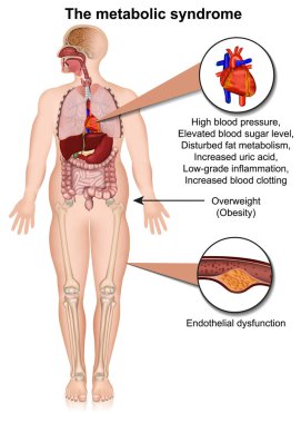 Metabolik sistem tıbbi vektör çizimi beyaz arkaplan bilgisinde izole edilmiş.