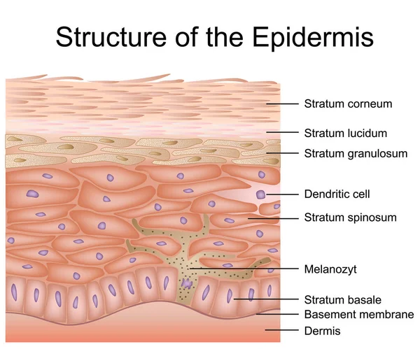 Trattamento Del Canale Radicolare Illustrazione Vettoriale Medica Isolato Sfondo Bianco — Vettoriale Stock