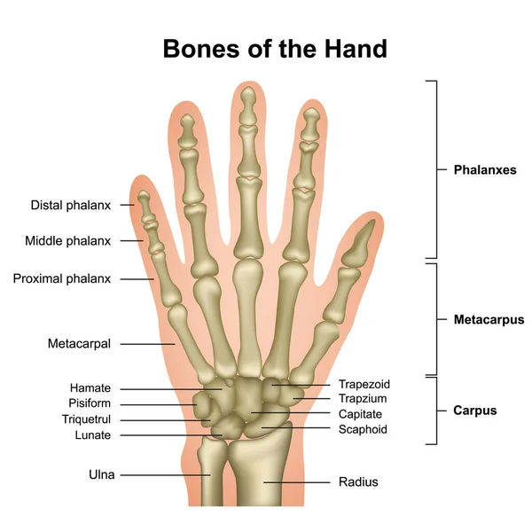 Vettore Anatomico Della Mano Ossa Della Mano — Vettoriale Stock