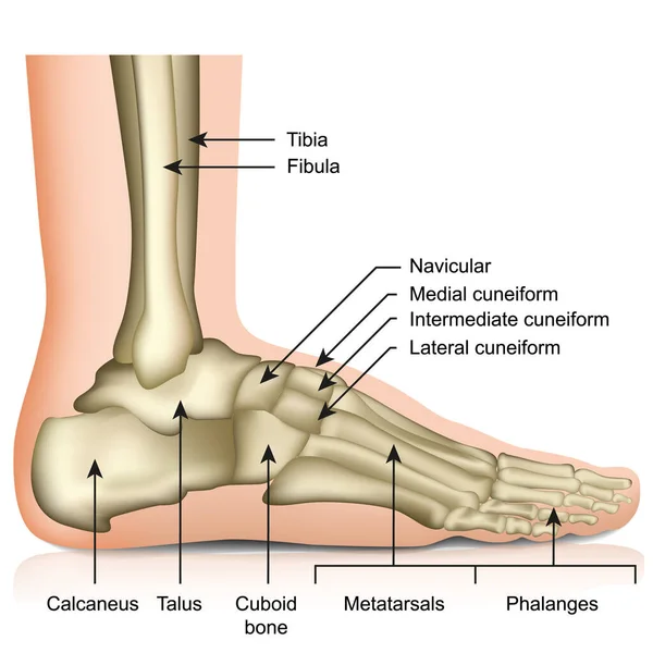 Kosti Nohy Kotníku Kloubní Lékařské Vektorové Ilustrace Izolované Bílém Pozadí — Stockový vektor