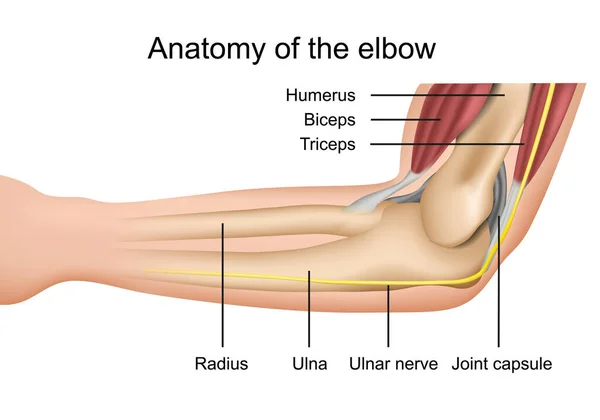 肘の筋肉の解剖図医療用ベクターイラスト — ストックベクタ
