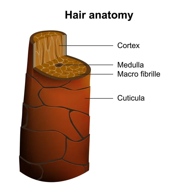 Hair Anatomy Medical Vector Illustration English Description — Stock Vector