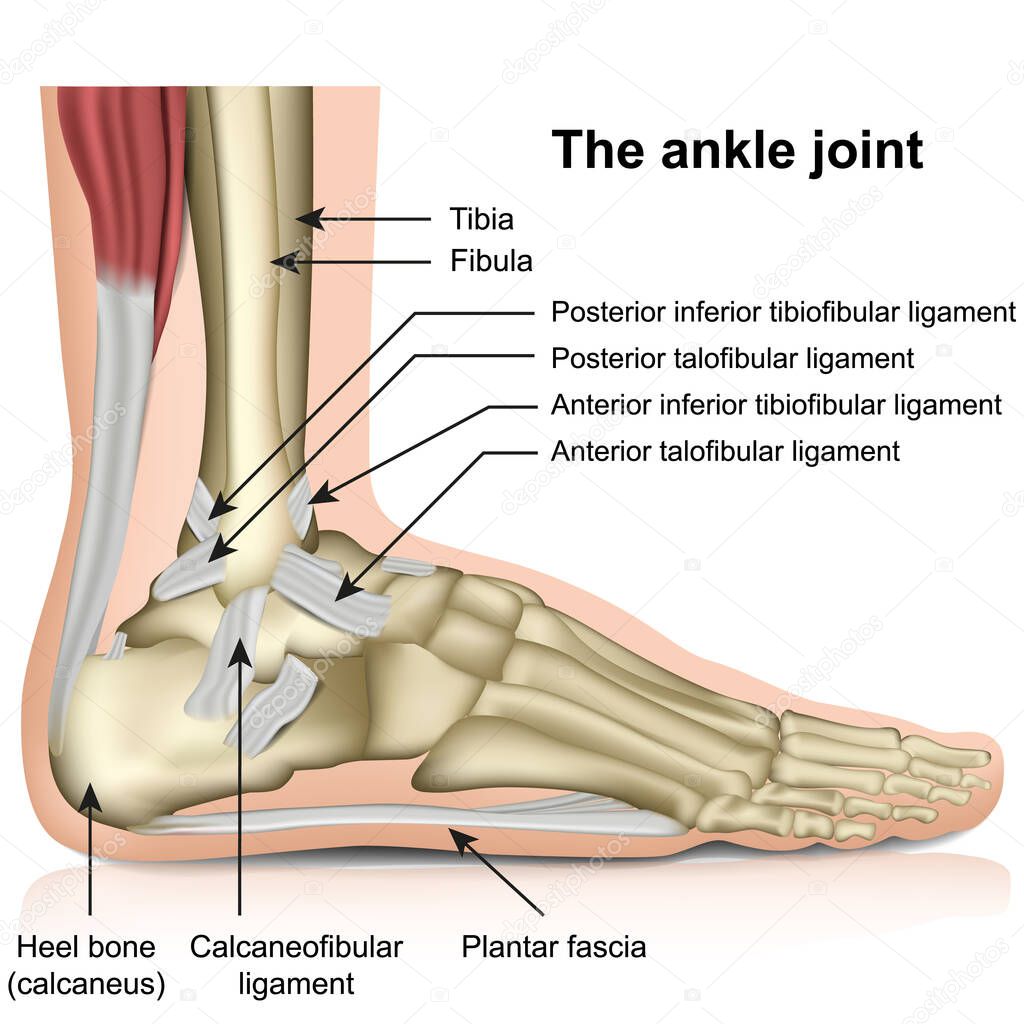 The ankle joint, tendons of the ankle joint foot anatomy vector illustration eps 10 infographic