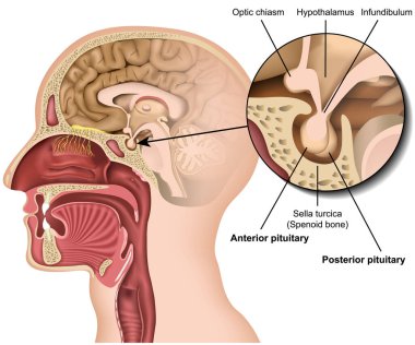 Hipofiz bezi anatomisi 3 boyutlu tıbbi vektör çizimi insan beynindeki beyaz arka planda izole edilmiş hipotalamus 10 bilgi içeriyor