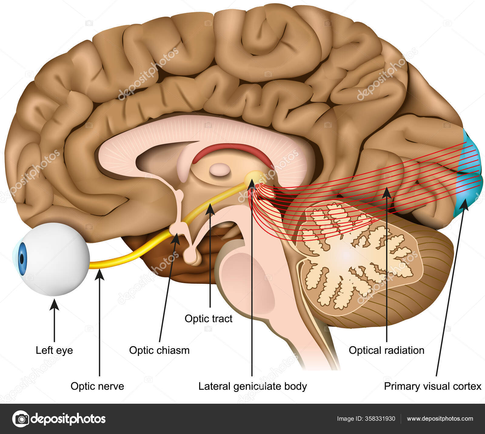 Головного мозга завершается переработка зрительной информации. Зрительные нервы в головном мозге. Зрительный нерв и мозг. Головной мозг и глаза. Зрительный нерв (nervus Opticus).