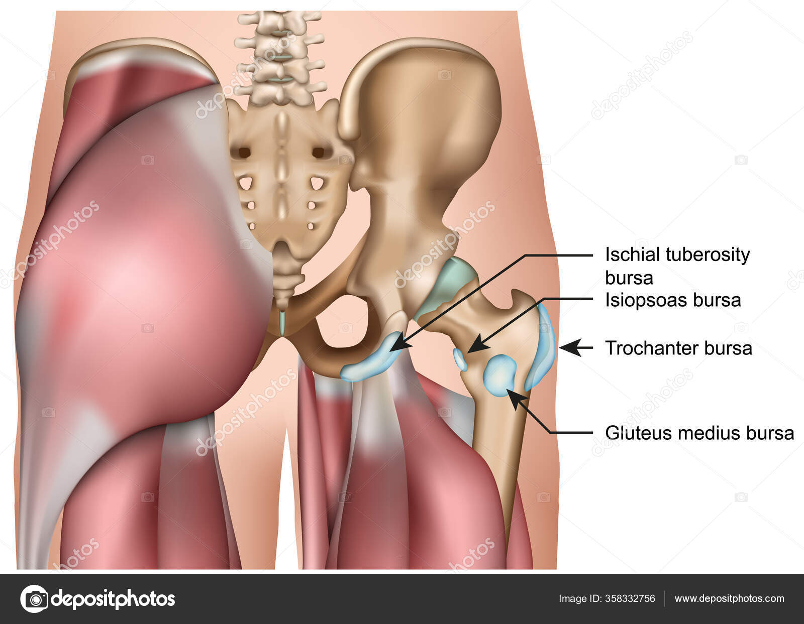 Hip Bursa Anatomy Medical Vector Illustration Isolated White Background