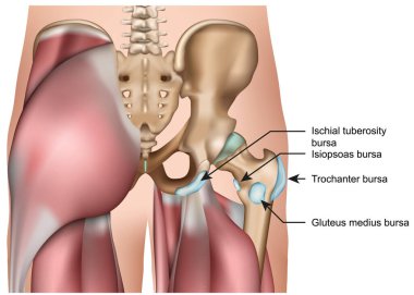 Kalça bursa anatomisi 3D tıbbi vektör illüstrasyonu beyaz arkaplanda izole edildi