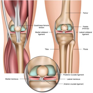 Knee and meniscus anatomy medical vector illustration isolated on white background eps 10 clipart