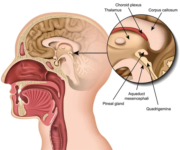 Anatomie Zirbeldrüse Medizinische Vektor Illustration Isoliert Auf Weißem Hintergrund Vektorgrafiken