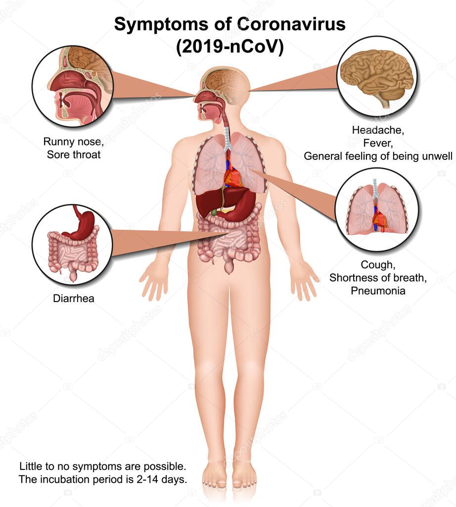 Coronavirus medical vector infographic, symptoms 