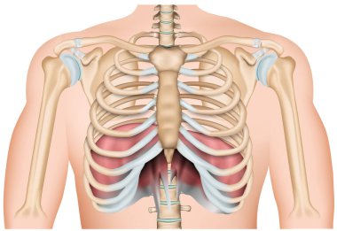 beyaz arkaplanda izole edilmiş anatomi diyaframı 3 boyutlu tıbbi vektör çizimi