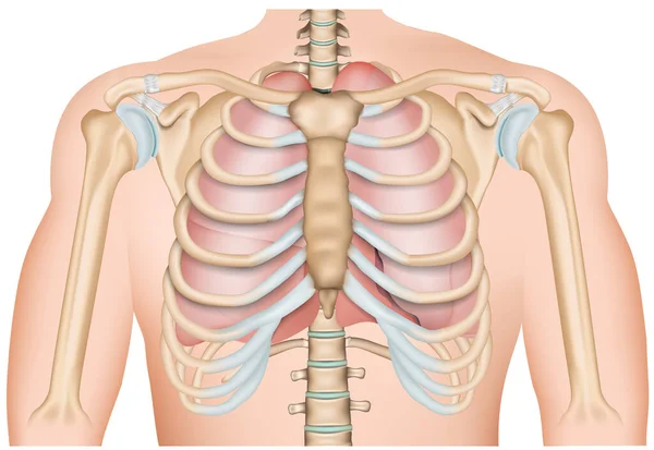 解剖学的肺 白地に隔離された3D医療ベクトル図 — ストックベクタ