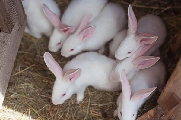White rabbits on farm