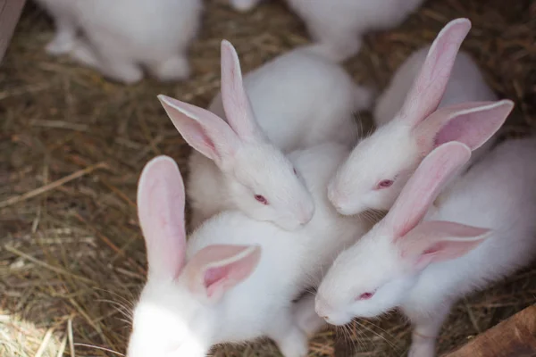 beyaz tavşan çiftliği