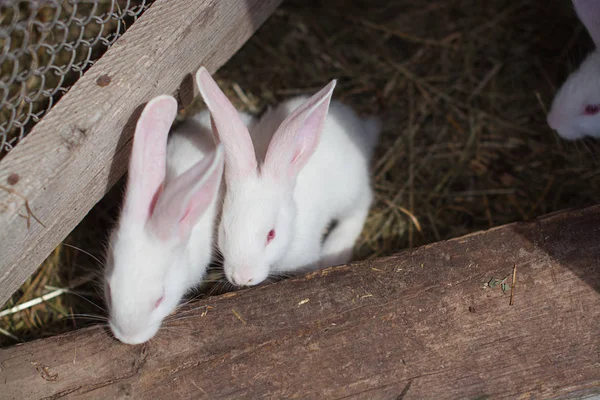 Yavru tavşan çiftlikte