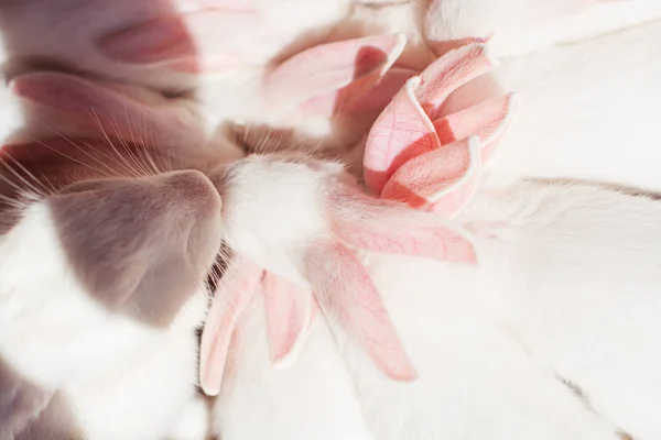 Baby Bunnies Farm — Stock Photo, Image